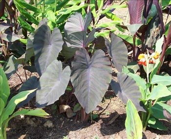 Colocasia madeira